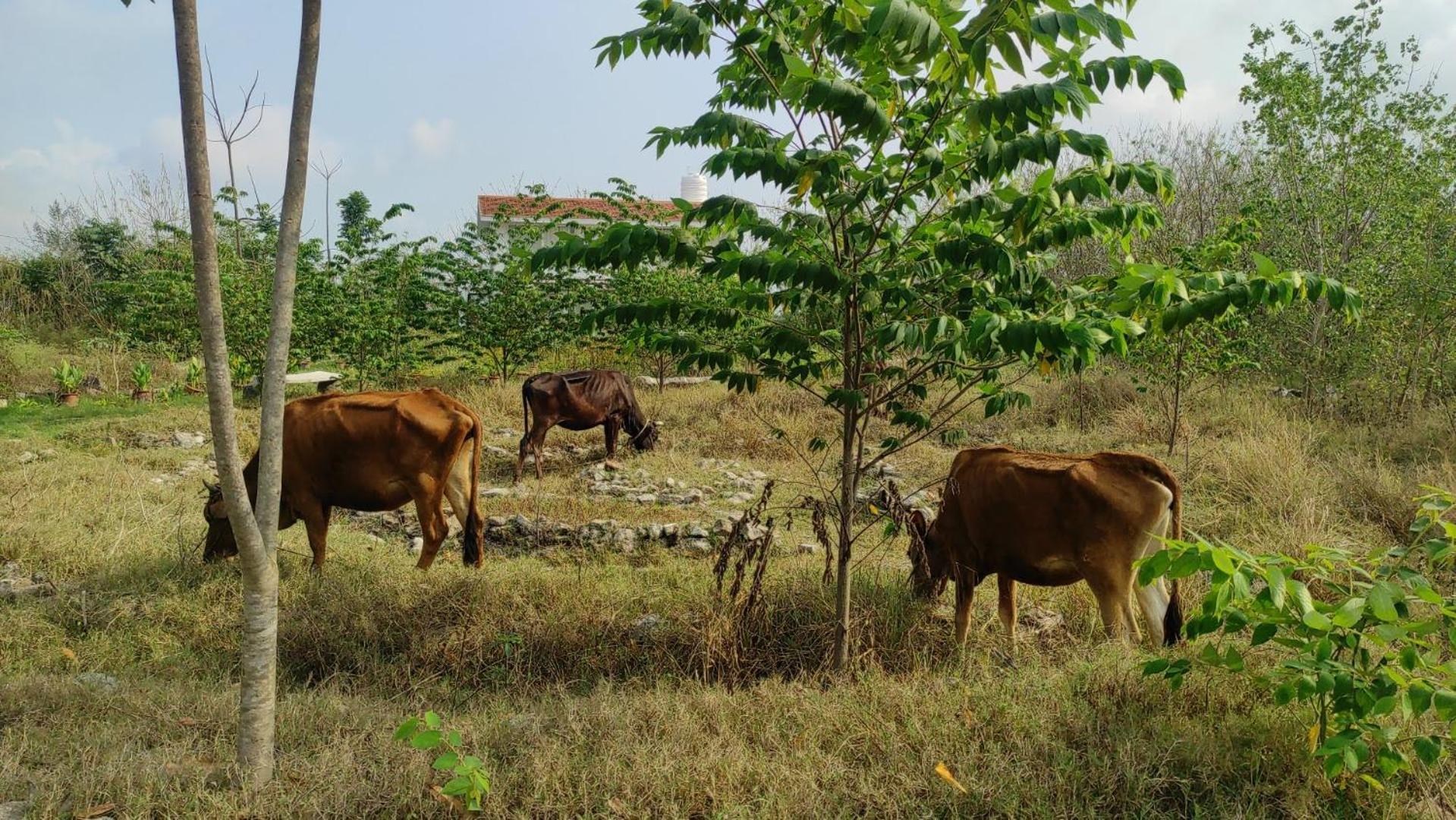 Vaksana Farm Stay Gudraippattu Zewnętrze zdjęcie